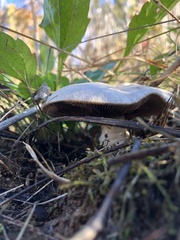 Agaricus porphyrocephalus pallidus