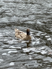 Anas platyrhynchos domesticus