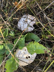 Agaricus porphyrocephalus pallidus