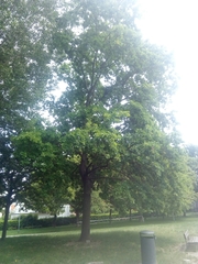 Quercus robur