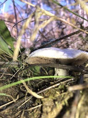 Agaricus porphyrocephalus pallidus