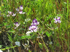 Astragalus rattanii jepsonianus