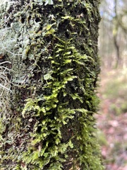 Cryphaea heteromalla