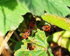 Pyrrhocoris apterus