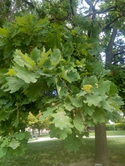Quercus robur