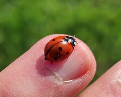 Coccinella septempunctata