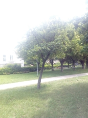 Alnus cordata