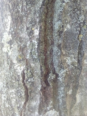 Alnus cordata