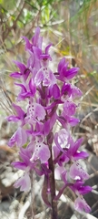 Orchis olbiensis