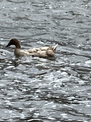 Anas platyrhynchos domesticus