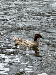 Anas platyrhynchos domesticus