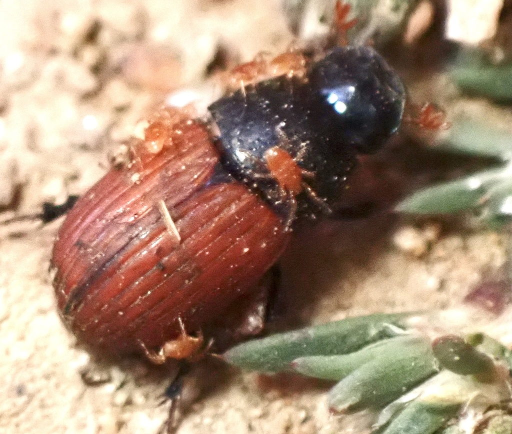 Common dung beetle