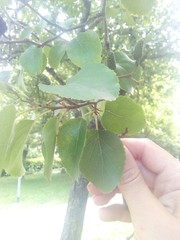 Alnus cordata