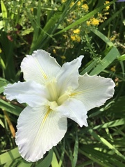 Iris giganticaerulea