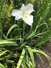 Iris giganticaerulea