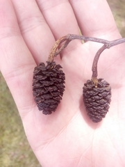 Alnus cordata