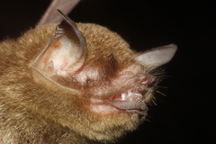 Pteronotus