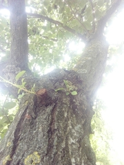 Alnus cordata
