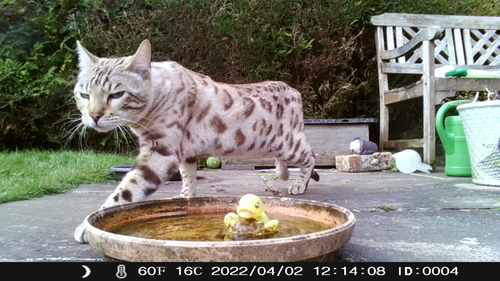Bengal Cat