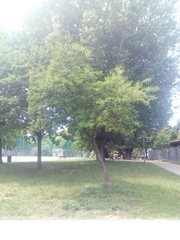 Alnus cordata