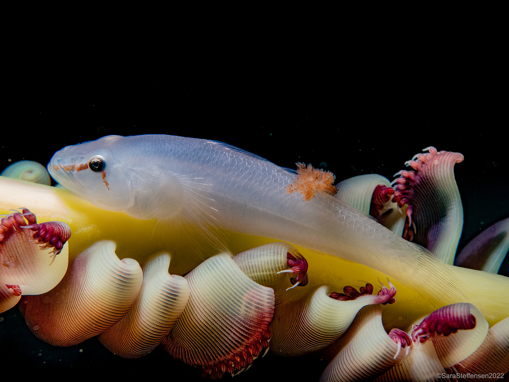 Boldingh's ghostgoby (Pleurosicya boldinghi) — Gobiidae