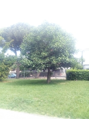 Ficus carica