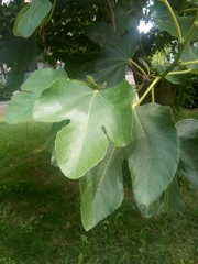 Ficus carica