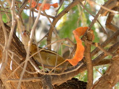 Funisciurus congicus