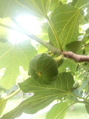 Ficus carica
