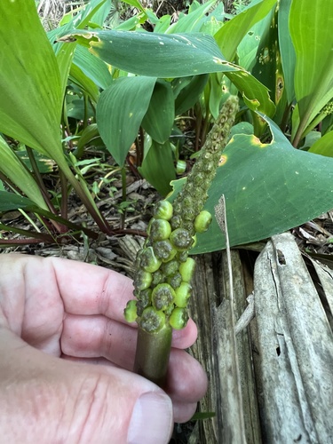 Orontium aquaticum image