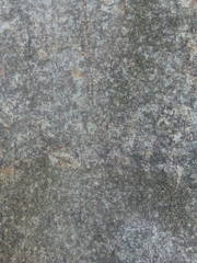 Ficus carica