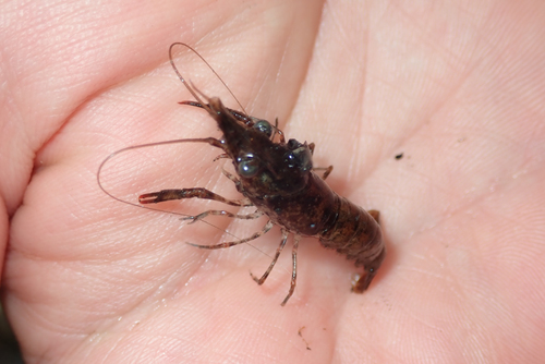 Faxonius lancifer