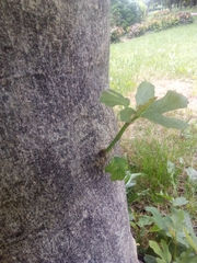 Ficus carica
