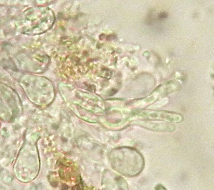 Sklaidžioji vaškaplutė nuotrauka