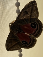 Austrolippa convergens