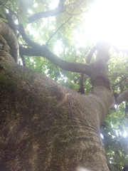 Ficus carica