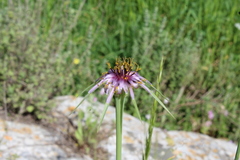 Tragopogon coelesyriacus