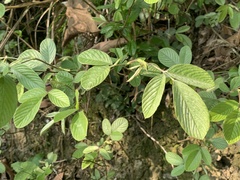 Dendrolobium triangulare