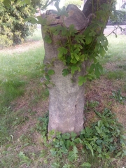 Ficus carica