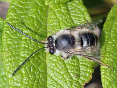 Eucera gracilipes