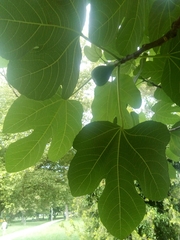 Ficus carica