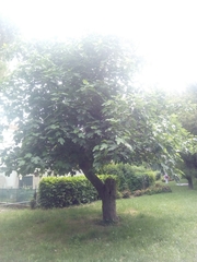 Ficus carica