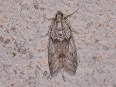 Myelopsis alatella