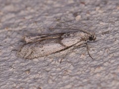Myelopsis alatella