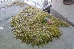 Entodon cladorrhizans