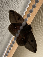 Austrolippa convergens