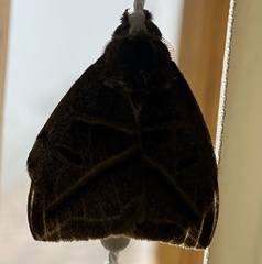 Austrolippa convergens