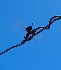 Erythrodiplax latimaculata