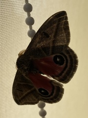 Austrolippa convergens