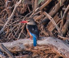 Halcyon leucocephala